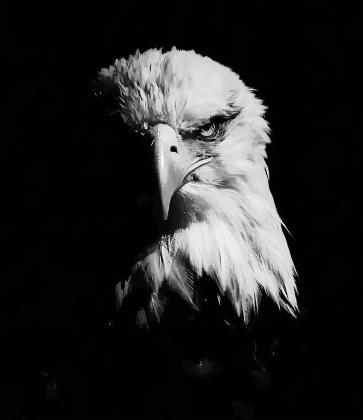 لورِكس | Lٓorex ⚡️